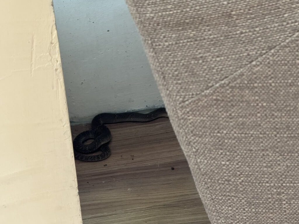 台中龍井圖書館婦人遭蛇吻 已撒石灰防蛇入館 台中龍井圖書館婦人遭蛇吻 已撒石灰防蛇入館