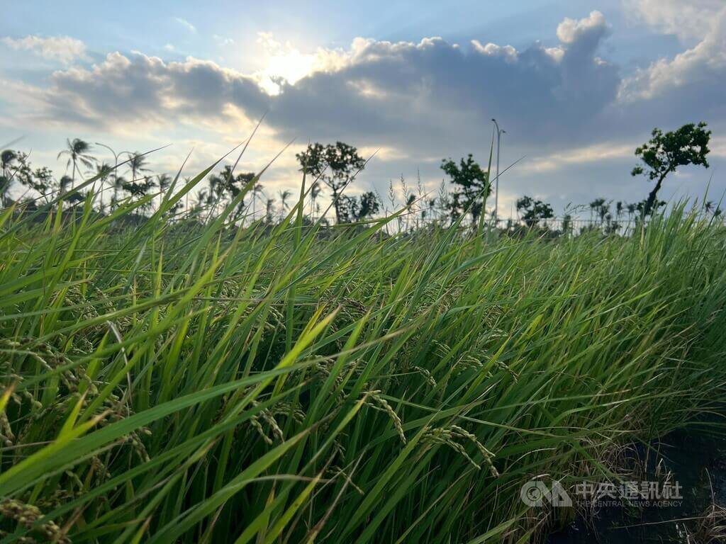 颱風鳳凰逼近 稻作未熟台東農民盼老天垂憐 颱風鳳凰逼近 稻作未熟台東農民盼老天垂憐