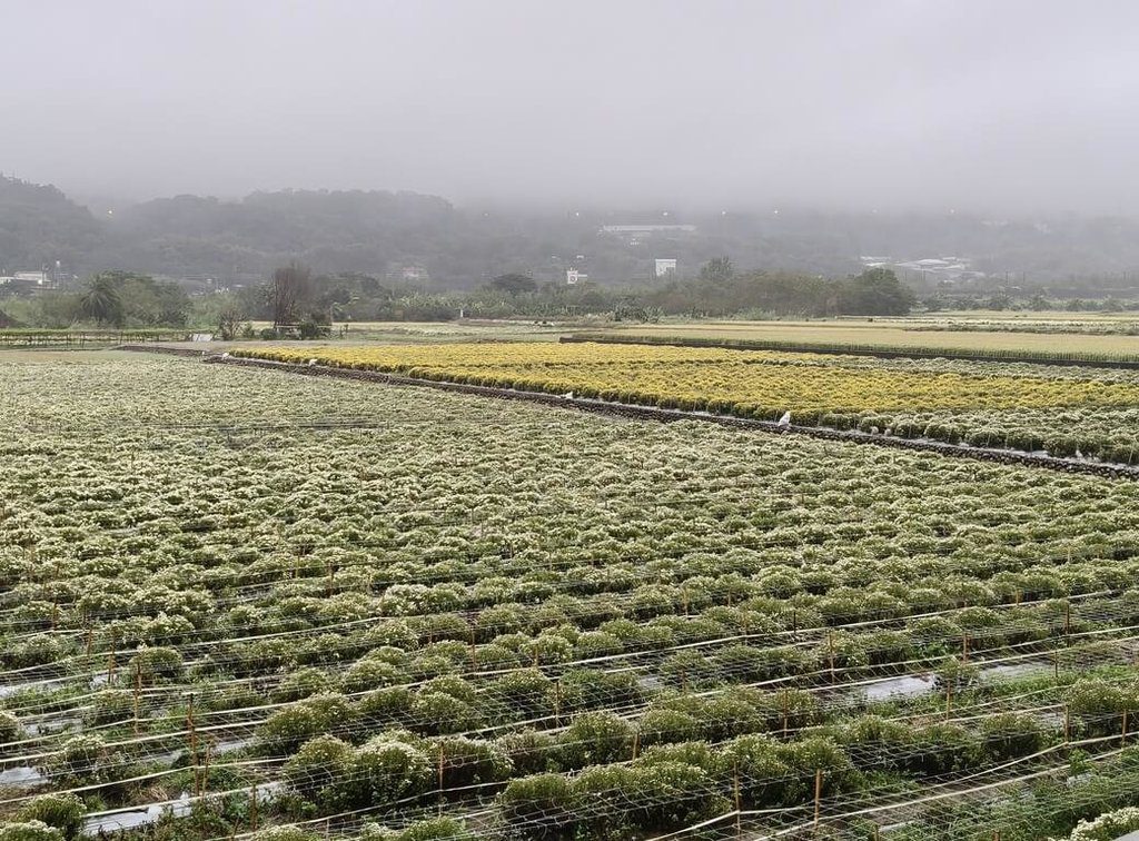 颱風攪局幸未釀災 苗栗銅鑼杭菊迎賞花期 颱風攪局幸未釀災 苗栗銅鑼杭菊迎賞花期