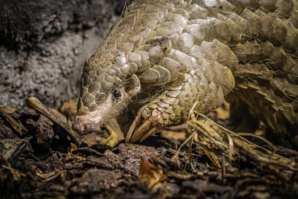 布拉格動物園穿山甲「潤喉糖」離世 布拉格動物園穿山甲「潤喉糖」離世