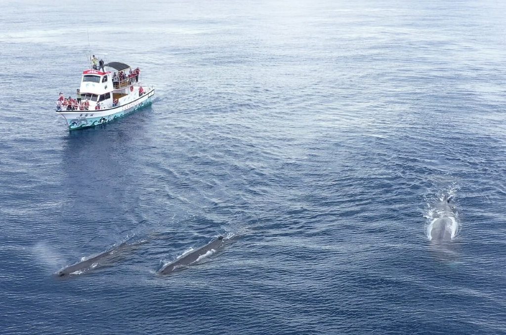 民間團隊觀測東部海域3年 抹香鯨目擊率提升 | 生活 | 中央社 CNA 民間團隊觀測東部海域3年 抹香鯨目擊率提升 | 生活 | 中央社 CNA