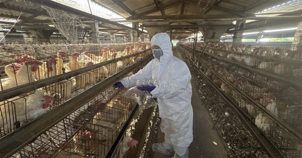 彰化啟動芬普尼監測 15家高風險蛋雞場都未檢出 彰化啟動芬普尼監測 15家高風險蛋雞場都未檢出