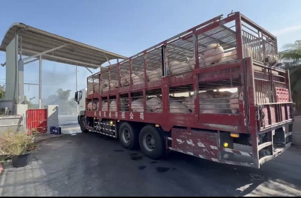 活豬禁運解除 南市府:強化肉品市場防疫稽查 活豬禁運解除 南市府:強化肉品市場防疫稽查