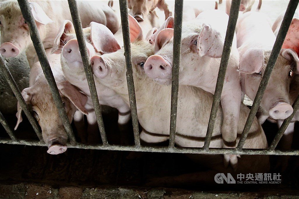 溫體豬肉將恢復供應 卓榮泰指示穩定市場價格 溫體豬肉將恢復供應 卓榮泰指示穩定市場價格