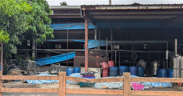 非洲豬瘟疫調報告 病毒可能來自未落實蒸煮廚餘 非洲豬瘟疫調報告 病毒可能來自未落實蒸煮廚餘