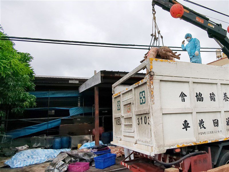 非洲豬瘟王姓獸醫佐3點聲明 批中市府報告錯誤百出 非洲豬瘟王姓獸醫佐3點聲明 批中市府報告錯誤百出