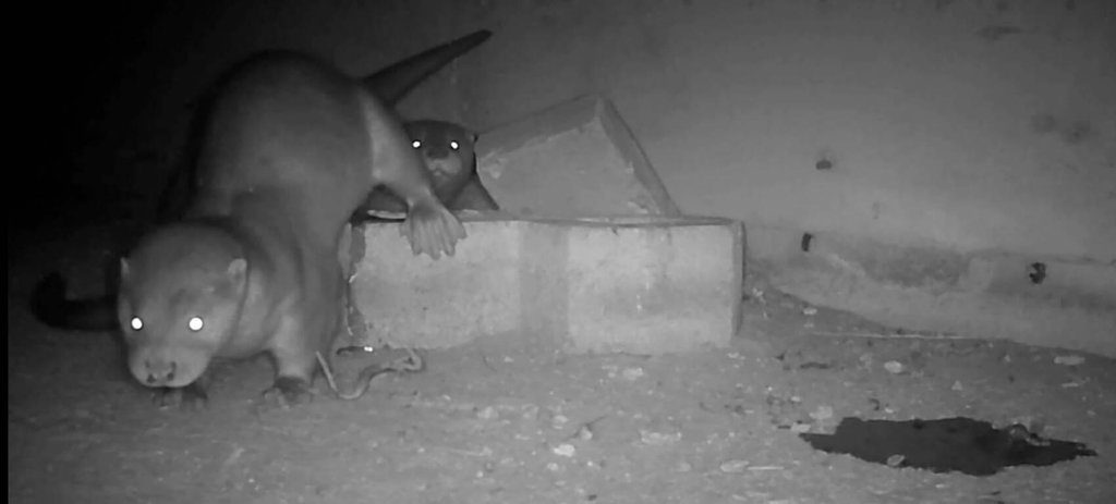 金門社區巡守生態棲地 114年相機拍到更多水獺寶寶 金門社區巡守生態棲地 114年相機拍到更多水獺寶寶