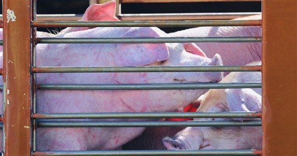 豬肉拍賣禁令今解封 陳駿季:防疫工作仍不鬆懈 豬肉拍賣禁令今解封 陳駿季:防疫工作仍不鬆懈