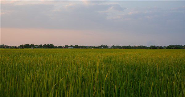 內政部:重啟公地放領 近2000公頃納清查範圍 內政部:重啟公地放領 近2000公頃納清查範圍