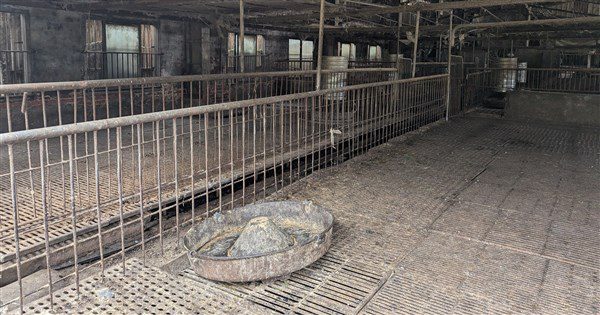 非洲豬瘟首例廚餘蒸煮擺好看　鄰近場守規定無事
