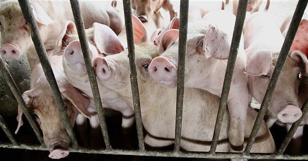 彭啓明:擴廚餘生質能或快速堆肥等量能 仍需1、2年 彭啓明:擴廚餘生質能或快速堆肥等量能 仍需1、2年