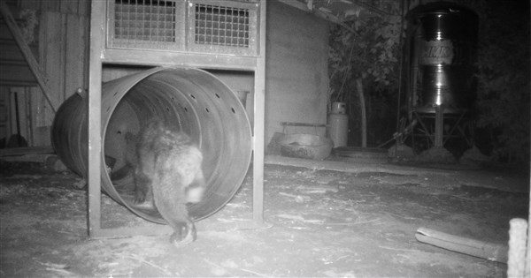 花蓮卓溪首通報黑熊入侵 專家籲及早討論人熊關係 花蓮卓溪首通報黑熊入侵 專家籲及早討論人熊關係