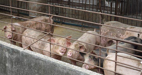 防範非洲豬瘟 宜蘭宣布永久禁止廚餘養豬 防範非洲豬瘟 宜蘭宣布永久禁止廚餘養豬