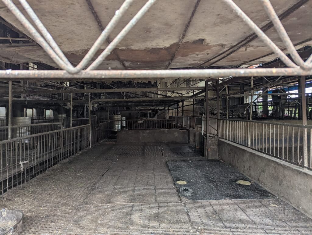 非洲豬瘟案中市府防疫專案報告 藍肯定綠批漏洞百出 非洲豬瘟案中市府防疫專案報告 藍肯定綠批漏洞百出