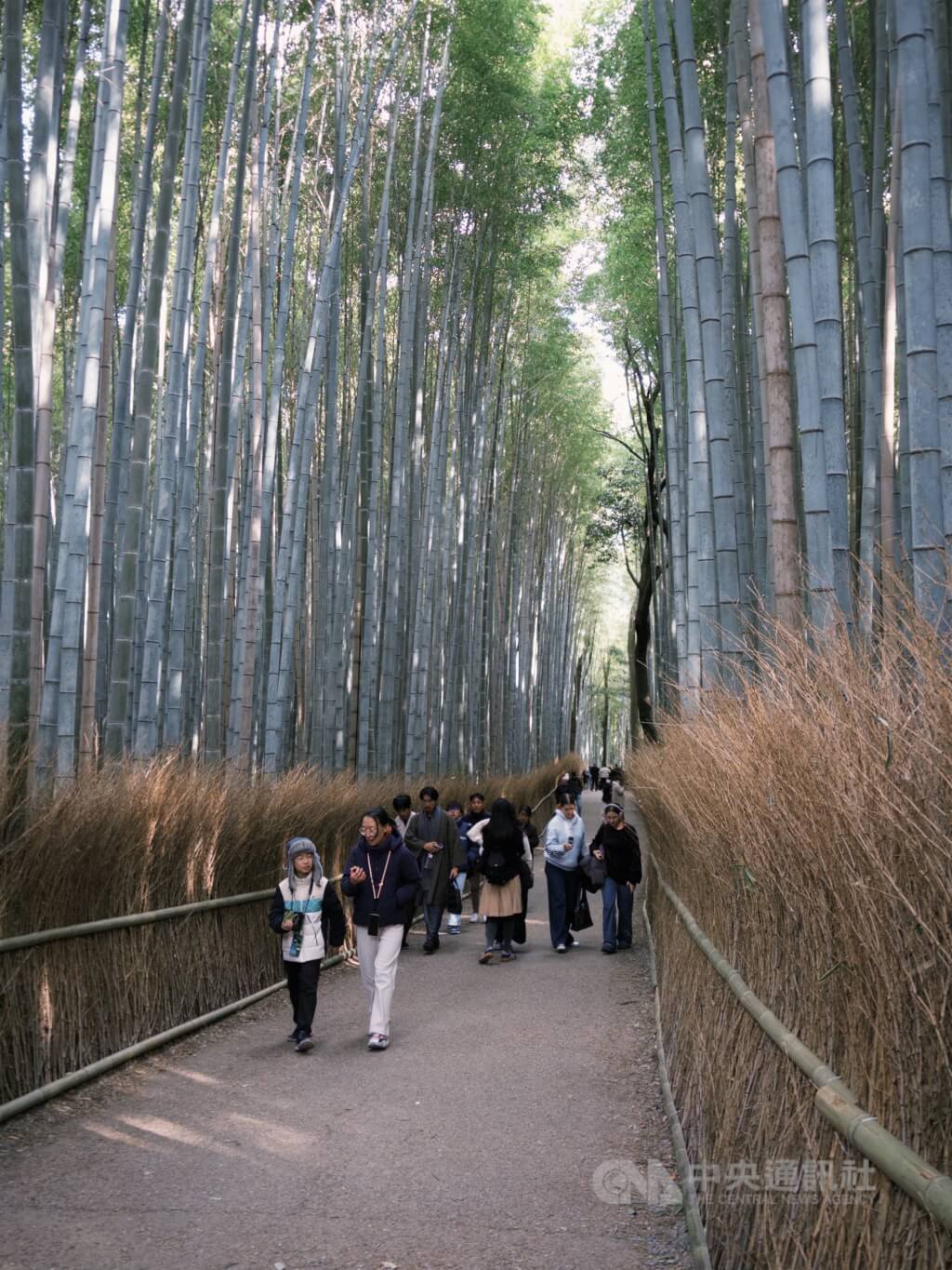 京都嵐山竹林遭刻字、闖私有地 失格觀光客惹怒居民 京都嵐山竹林遭刻字、闖私有地 失格觀光客惹怒居民