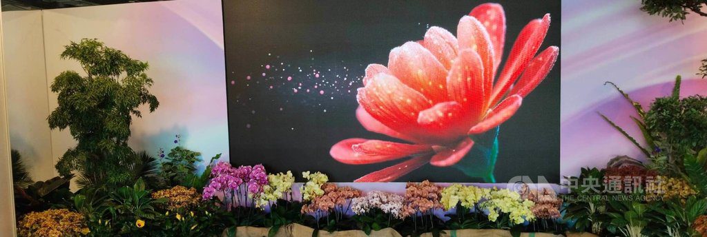 台灣花卉推介會開幕 1500餘品種免費欣賞 | 生活 | 中央社 CNA 台灣花卉推介會開幕 1500餘品種免費欣賞 | 生活 | 中央社 CNA