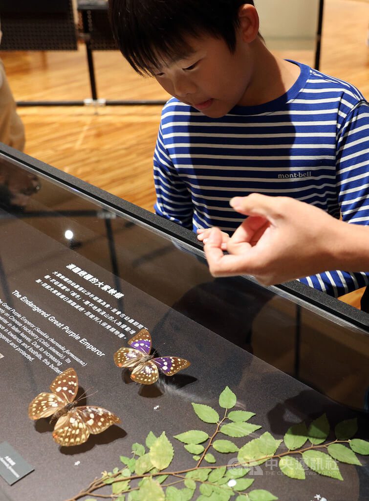 台博館特展揭密蝶蛾生存術 黃鳳蝶標本展出 | 文化 | 中央社 CNA 台博館特展揭密蝶蛾生存術 黃鳳蝶標本展出 | 文化 | 中央社 CNA