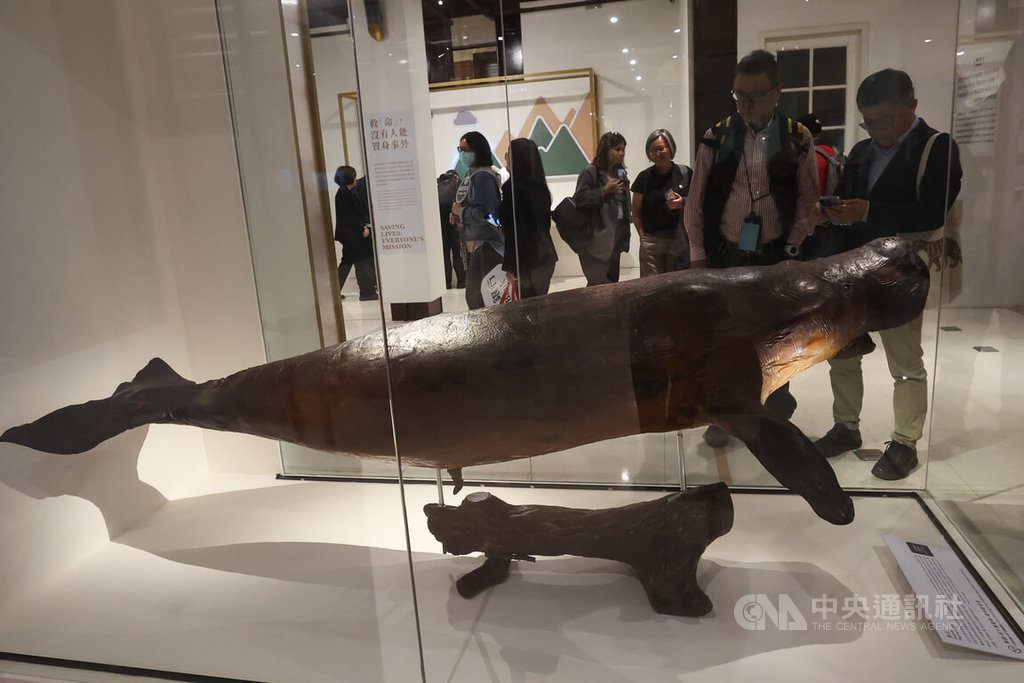 台博館特展回溯物種滅絕史 儒艮、雲豹標本展出 | 文化 | 中央社 CNA 台博館特展回溯物種滅絕史 儒艮、雲豹標本展出 | 文化 | 中央社 CNA