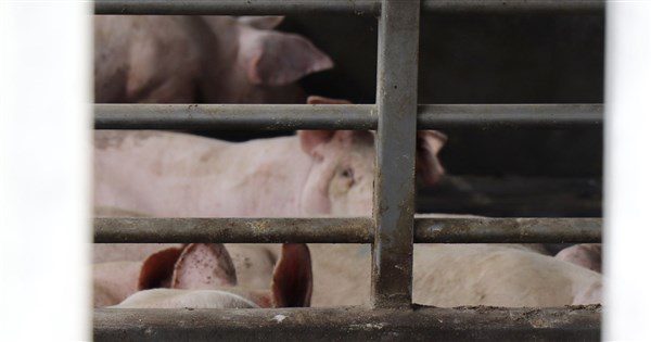 廚餘養豬轉型 農業部規劃方案時程將與豬農討論 | 生活 | 中央社 CNA 廚餘養豬轉型 農業部規劃方案時程將與豬農討論 | 生活 | 中央社 CNA