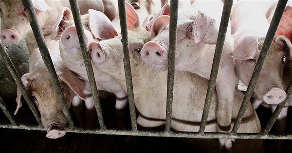 廚餘養豬規劃全面禁止 農業部將與豬農討論、明年暫訂轉型期 | 生活 | 中央社 CNA 廚餘養豬規劃全面禁止 農業部將與豬農討論、明年暫訂轉型期 | 生活 | 中央社 CNA