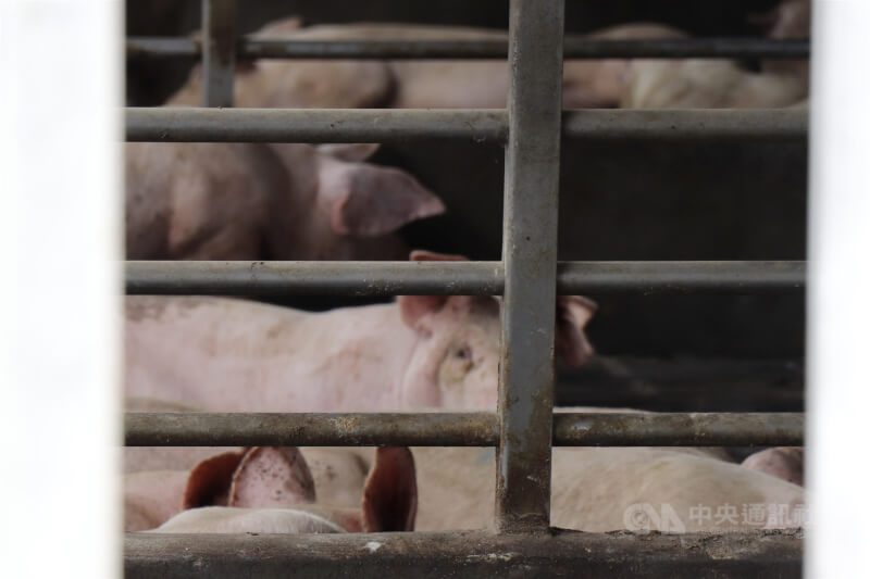 圖為彰化縣一間豬場。（中央社檔案照片）