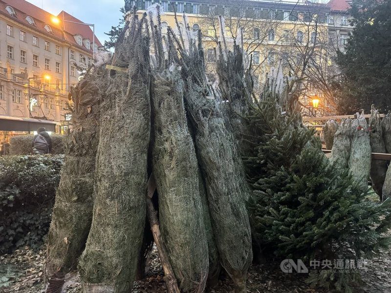 耶誕樹作為耶誕節的重要象徵，今年捷克民眾面臨耶誕樹價格上漲情況，主因為霜凍對樹木造成損害。圖為布拉格街頭販售耶誕樹的攤商。中央社記者劉郁葶布拉格攝　114年12月3日